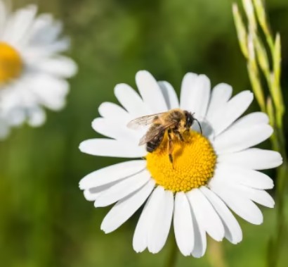 Klassieke Homeopathie